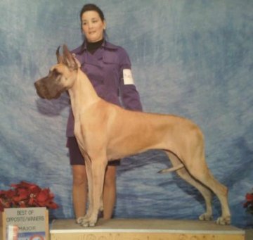Thor kourt great best sale danes